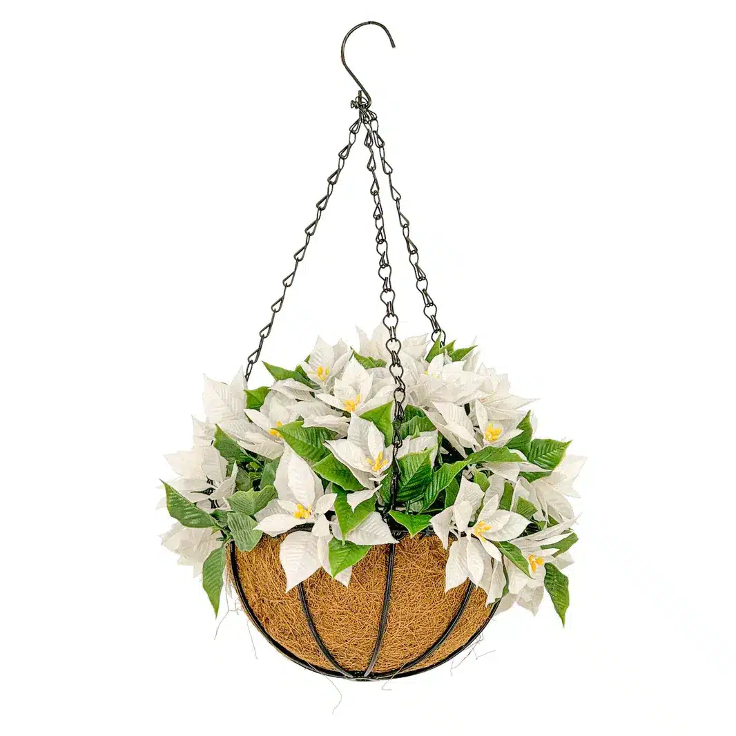 HGD 33cm Outdoor White Poinsettia Hanging basket 1 HGD 33cm Outdoor White Poinsettia Hanging basket